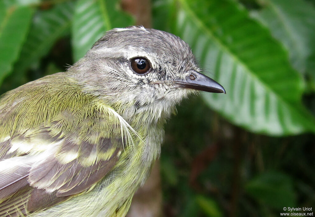 Élénie de Gaimardadulte
