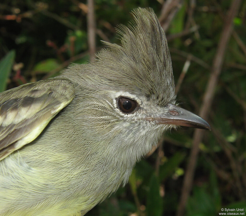 Plain-crested Elaenia