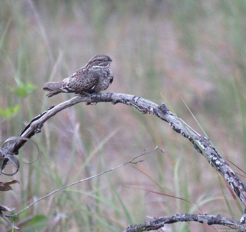 Lesser Nighthawk male adult