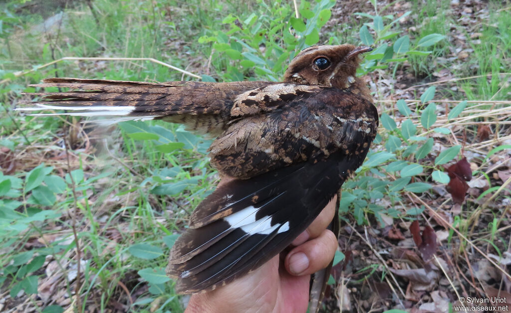 Fiery-necked Nightjar male adult
