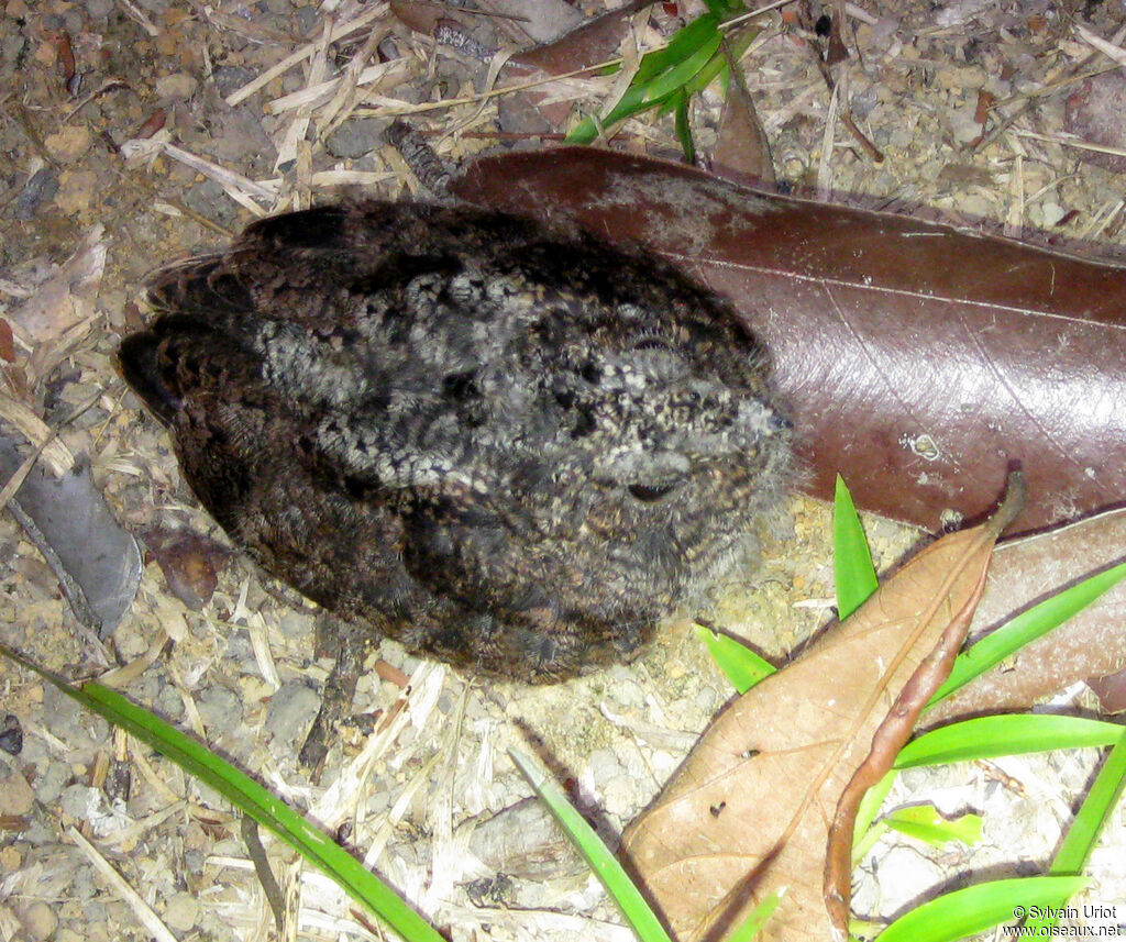 Engoulevent noirâtrePoussin