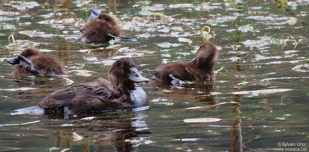 Andean Duck female adult