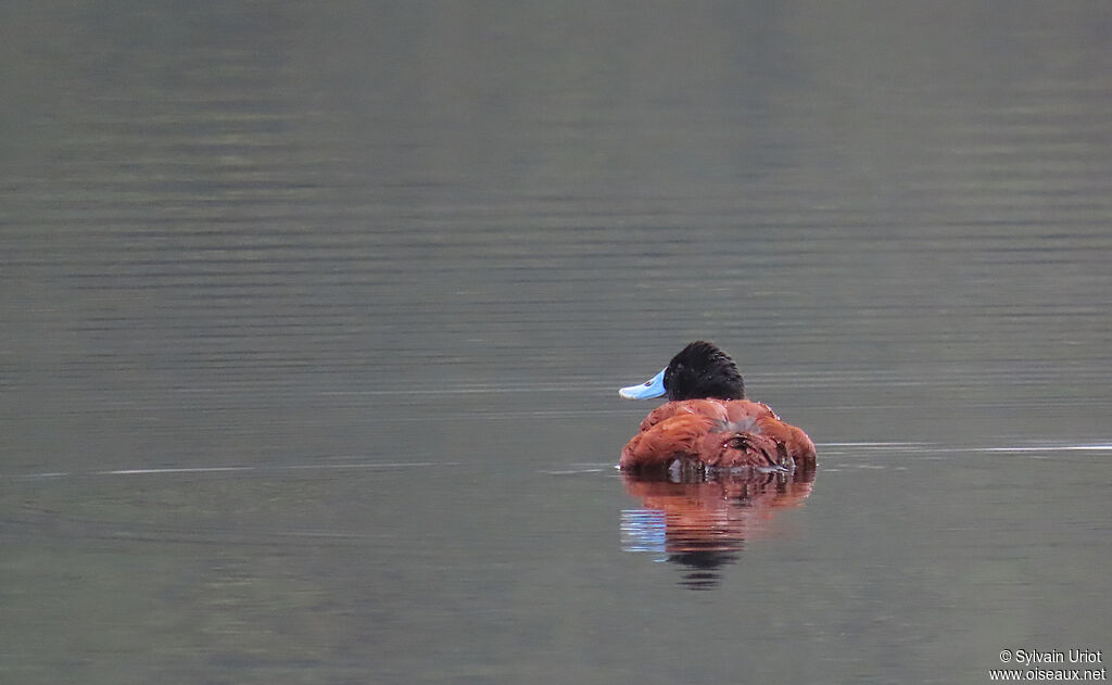 Andean Duck male adult