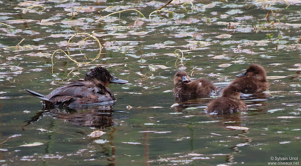 Andean Duck female adult