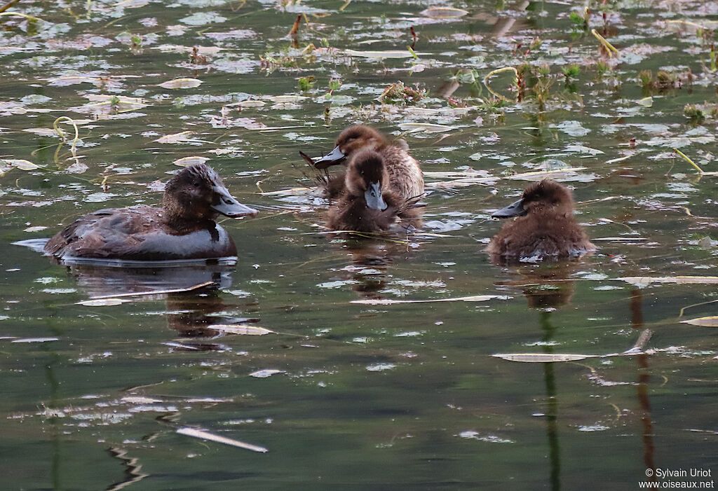 Andean Duck female adult