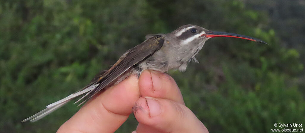 Sooty-capped Hermitadult