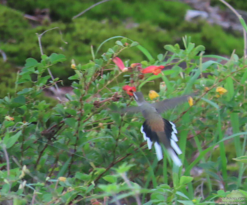 Sooty-capped Hermit
