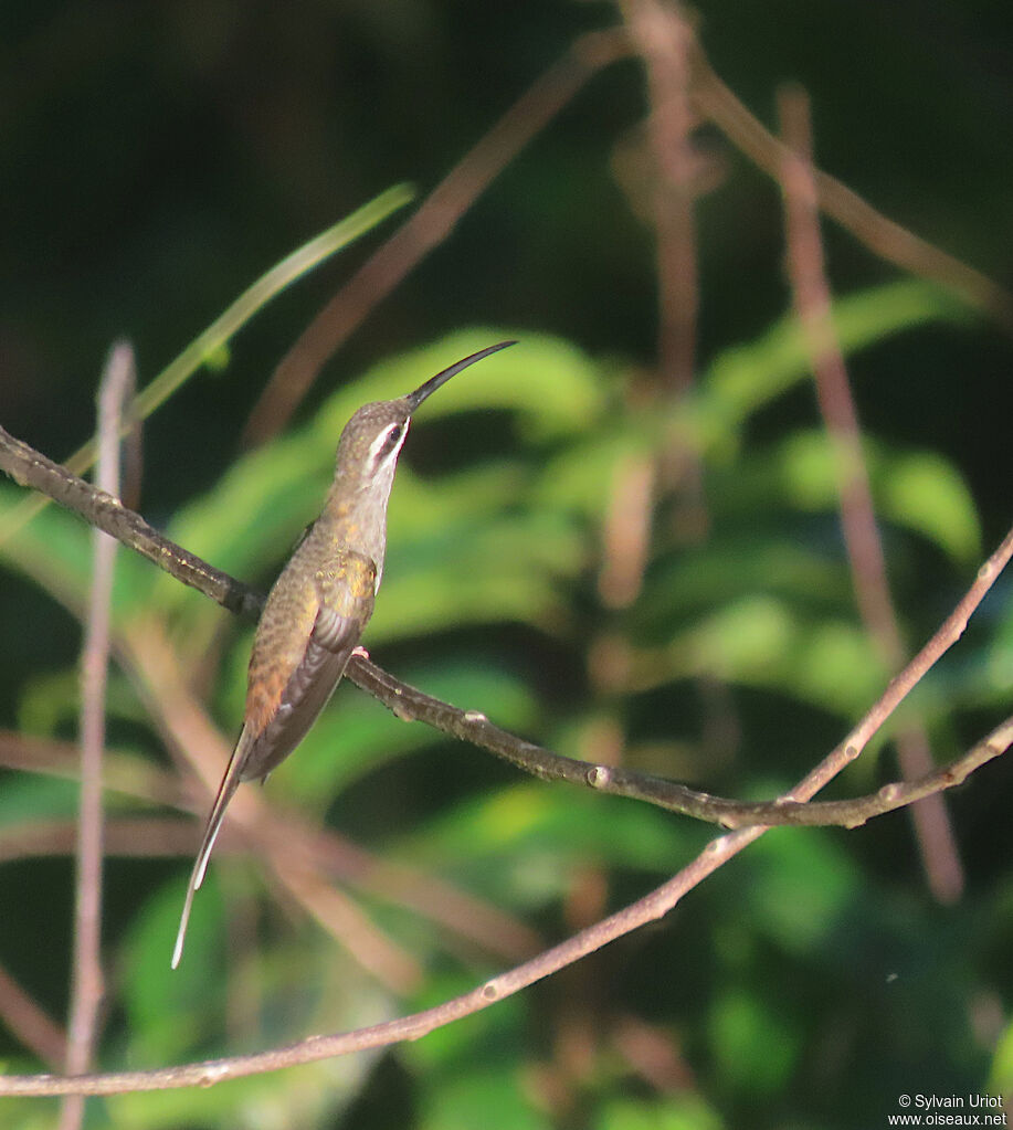 Sooty-capped Hermitadult