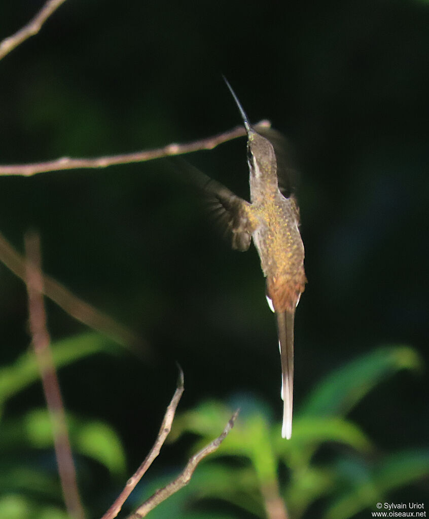 Sooty-capped Hermitadult