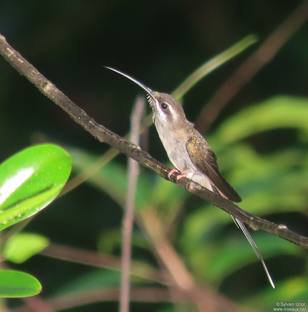 Sooty-capped Hermitadult
