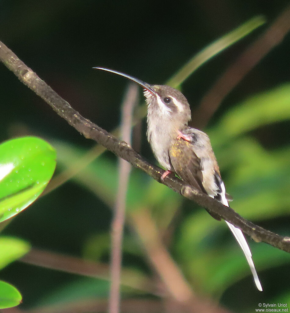 Sooty-capped Hermitadult