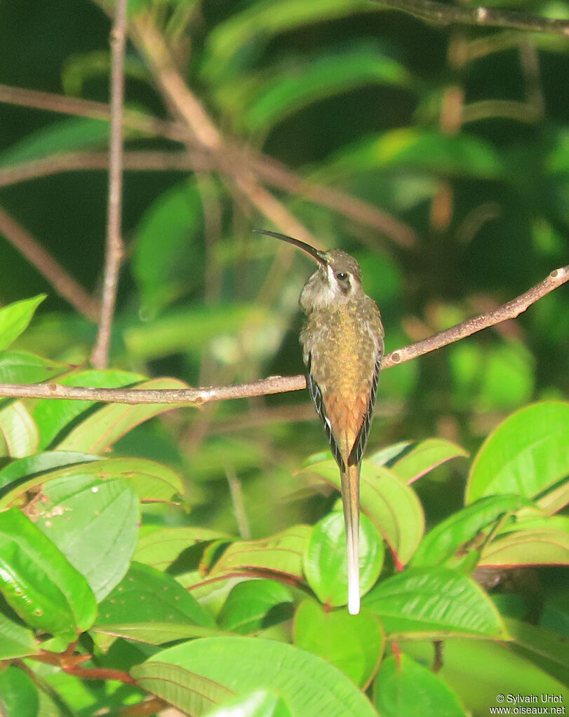 Sooty-capped Hermit