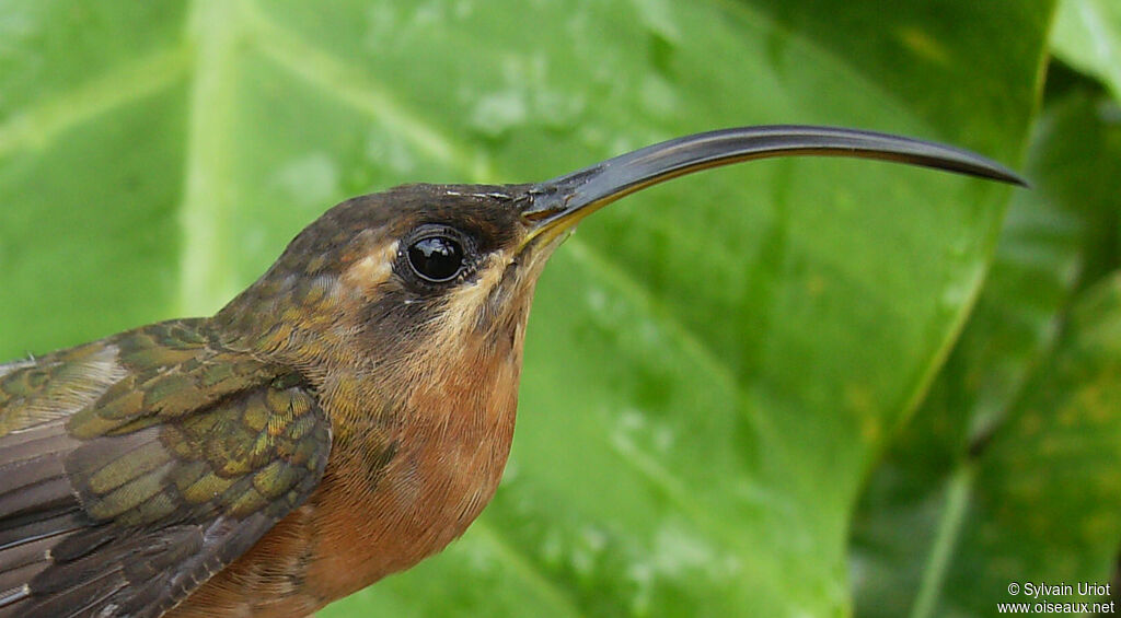 Rufous-breasted Hermit