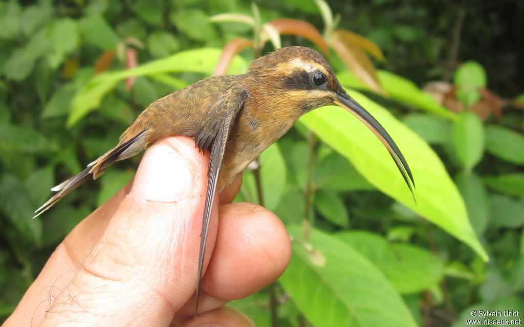 Ermite nain mâle adulte