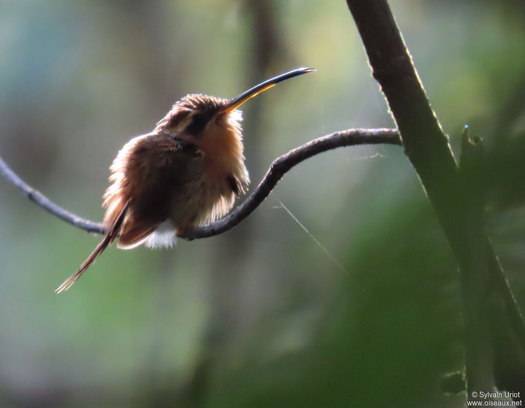 Reddish Hermit male adult