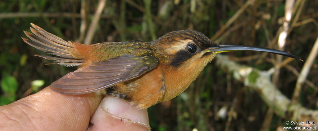Ermite roussâtre femelle adulte