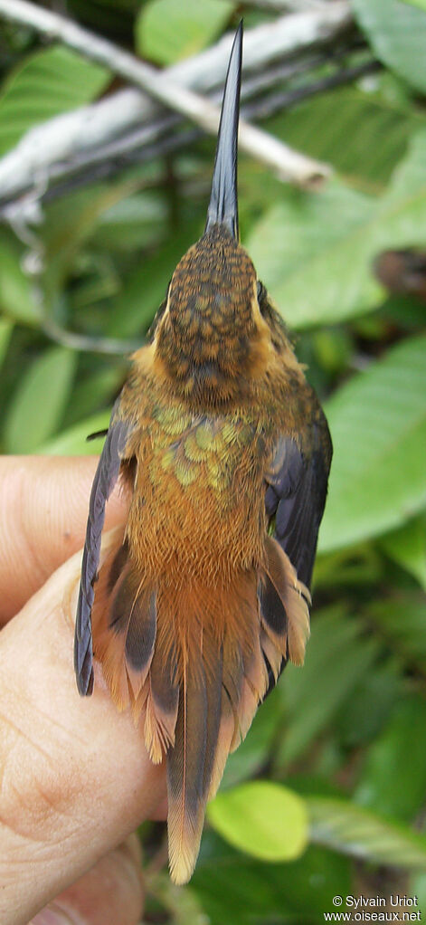 Ermite roussâtreadulte