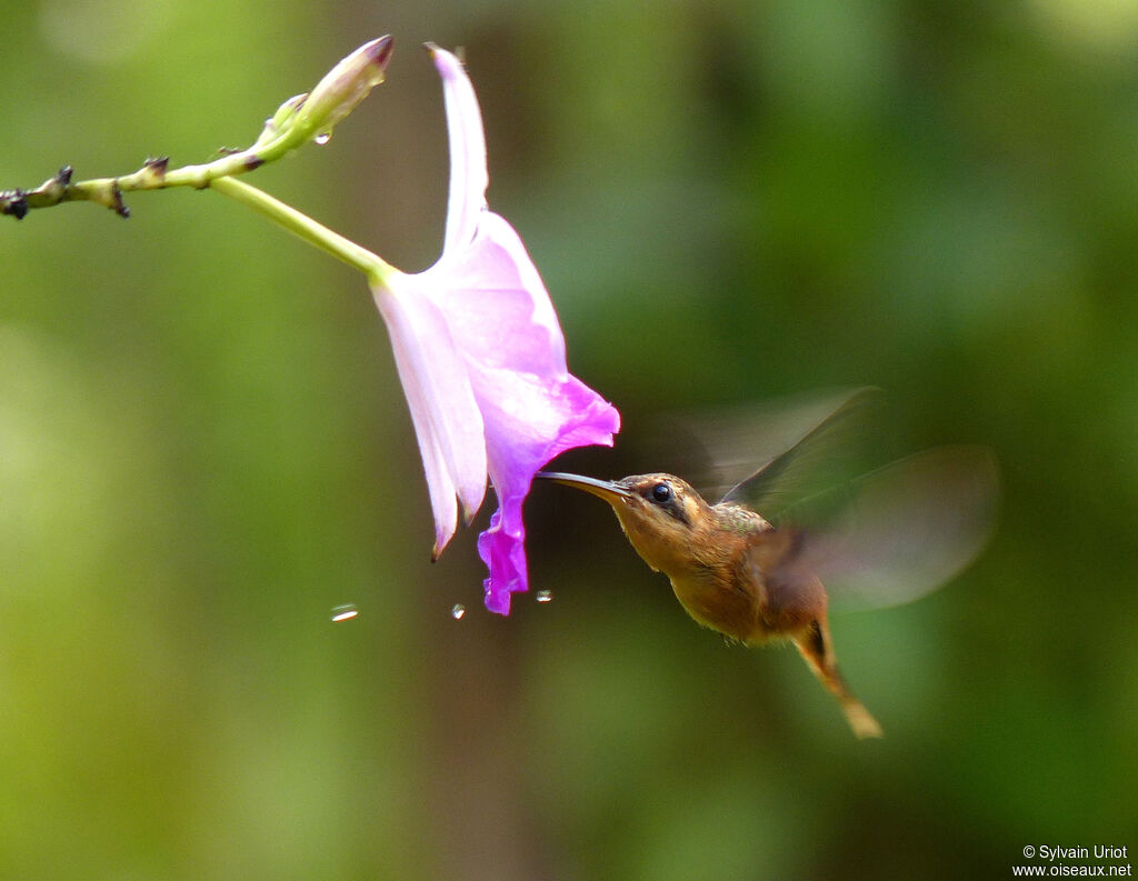 Reddish Hermit