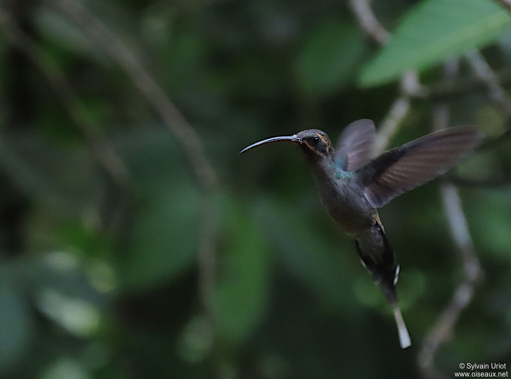 Green Hermit