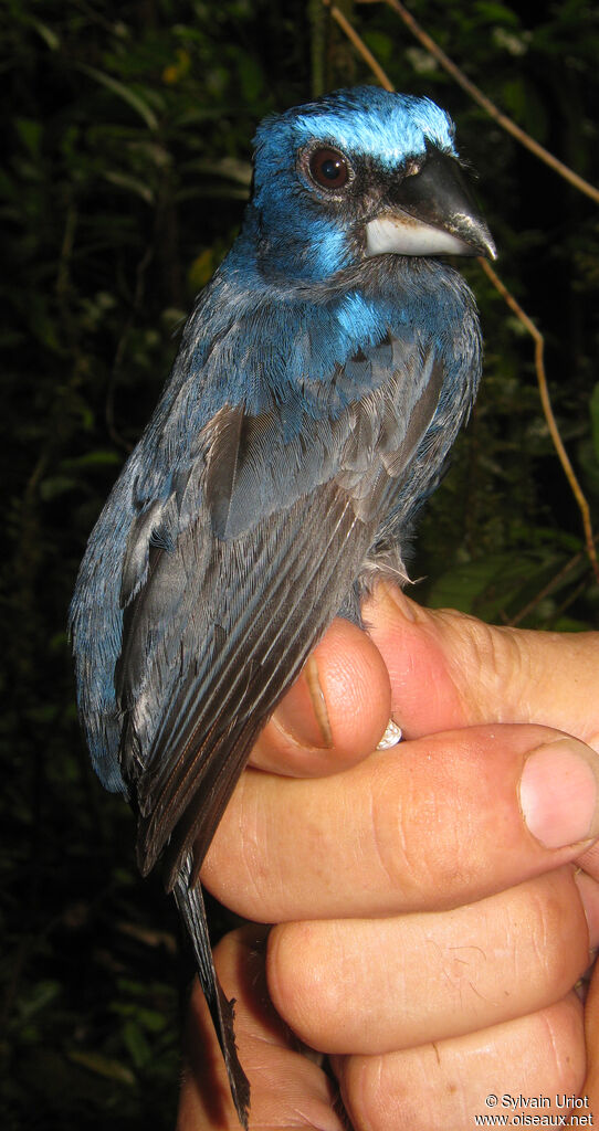 Évêque de Rothschild