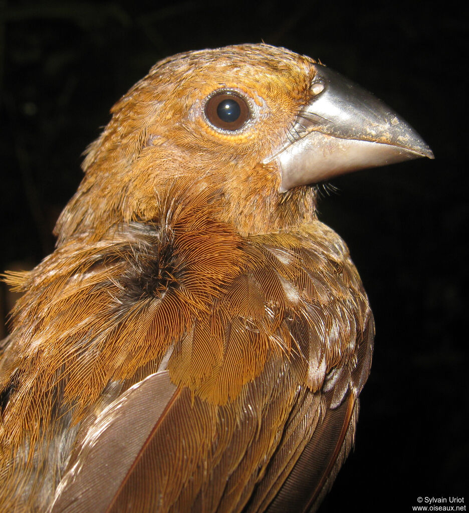 Évêque de Rothschild