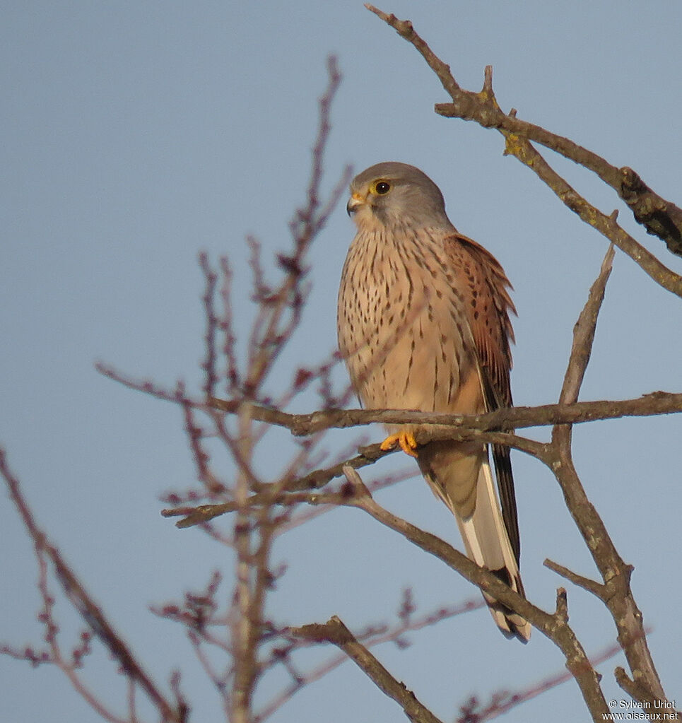 Common Kestrel male adult