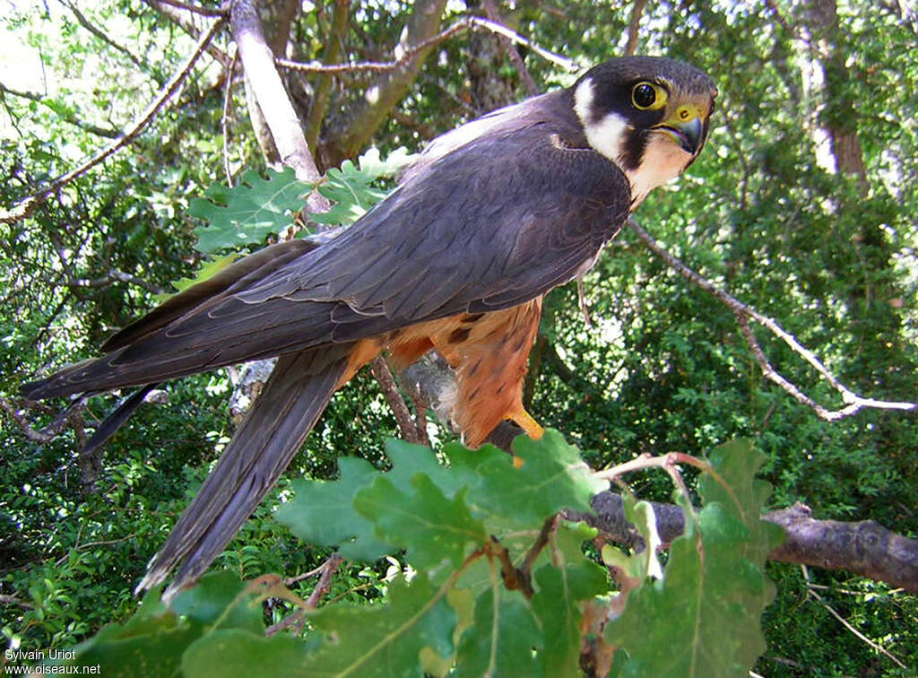 Faucon hobereauadulte, identification