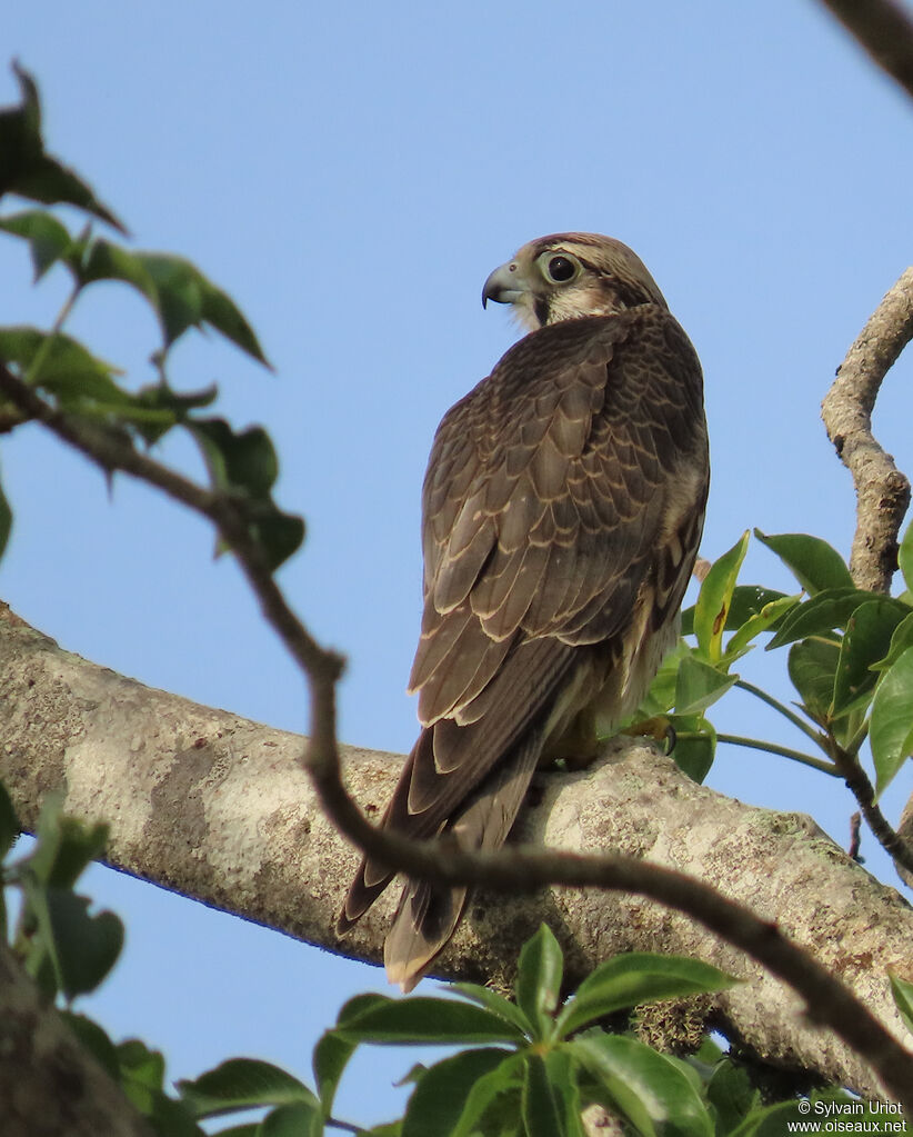 Lanner Falconjuvenile