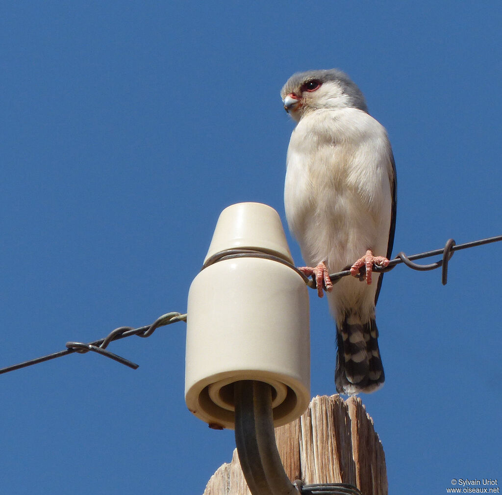 Pygmy Falcon male adult