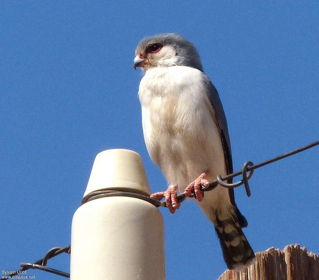 Pygmy Falcon male adult