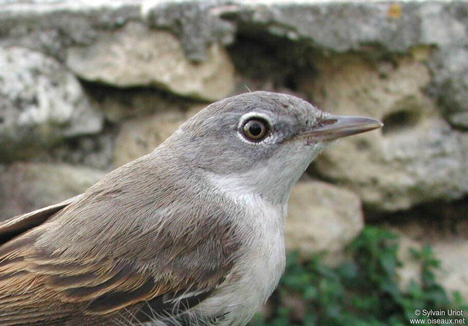Common Whitethroat male adult, close-up portrait