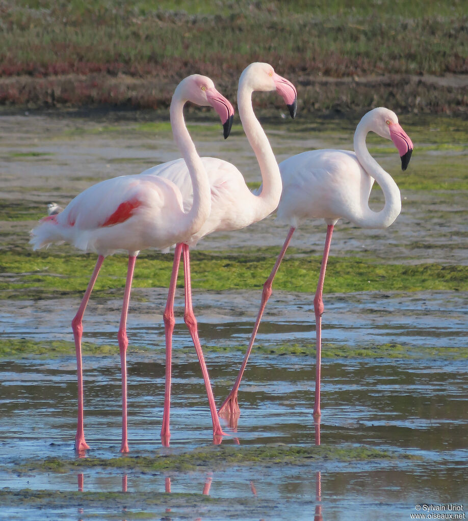 Flamant roseadulte
