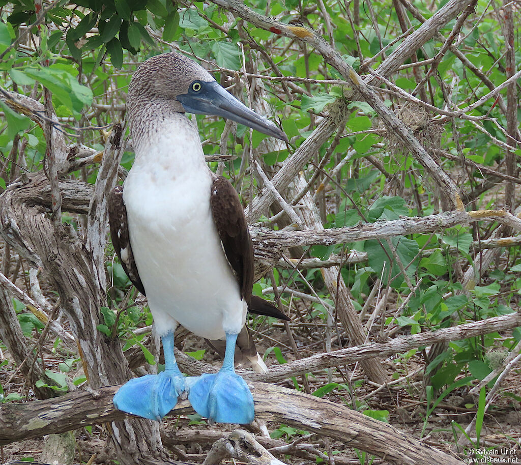 Blue-footed Boobyadult