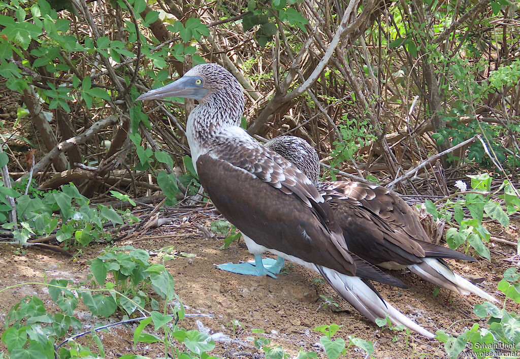 Fou à pieds bleusadulte