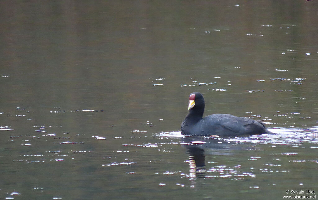 Andean Cootadult