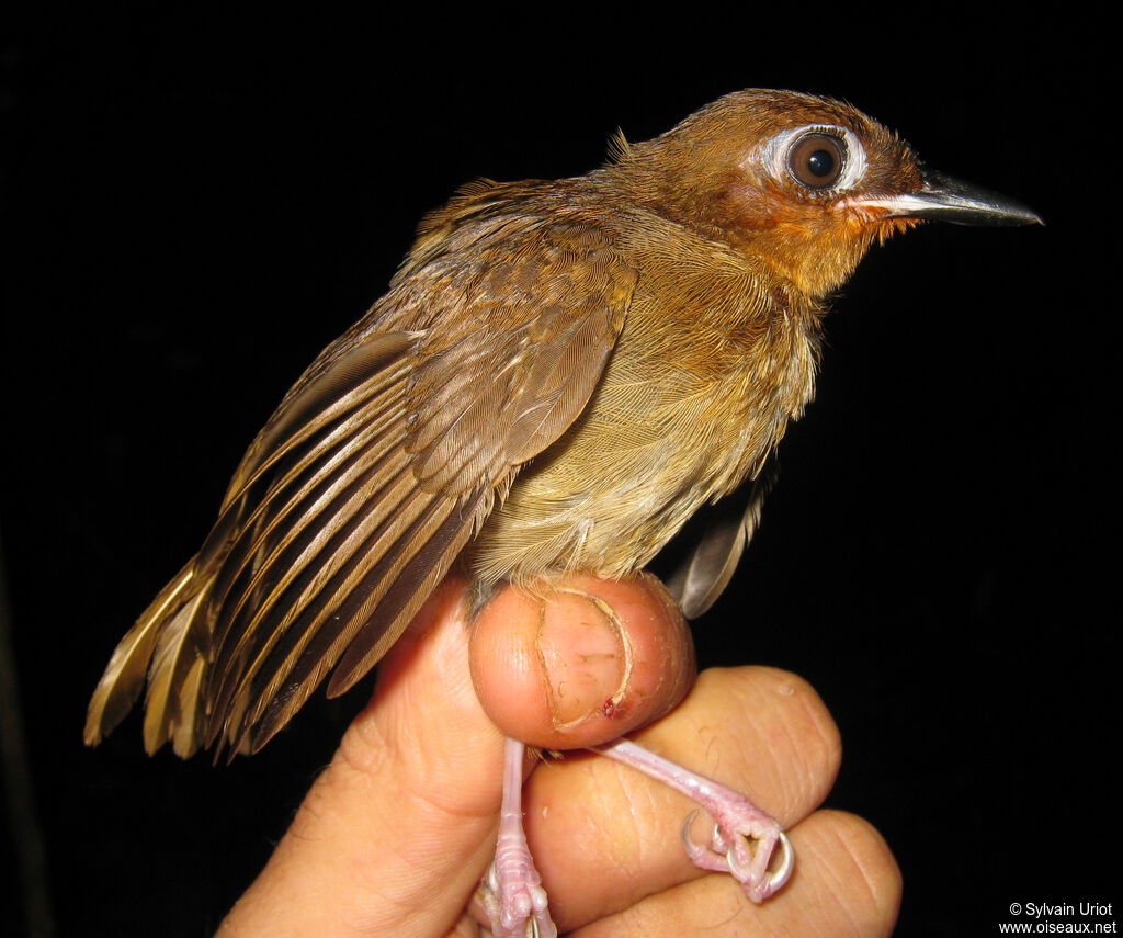 Rufous-throated Antbirdjuvenile