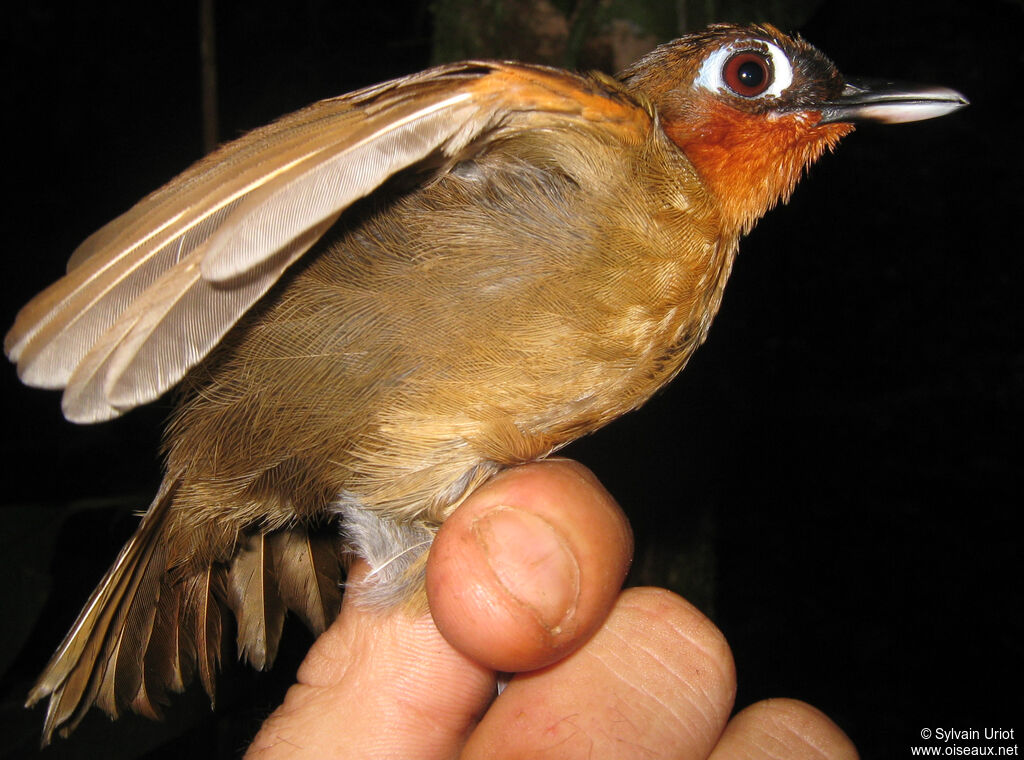 Rufous-throated Antbirdadult