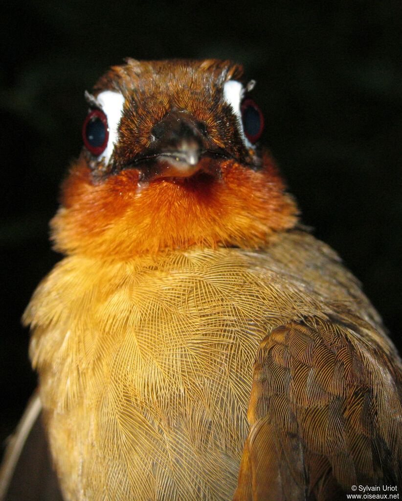 Rufous-throated Antbirdadult