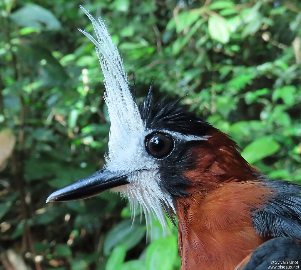 White-plumed Antbirdadult