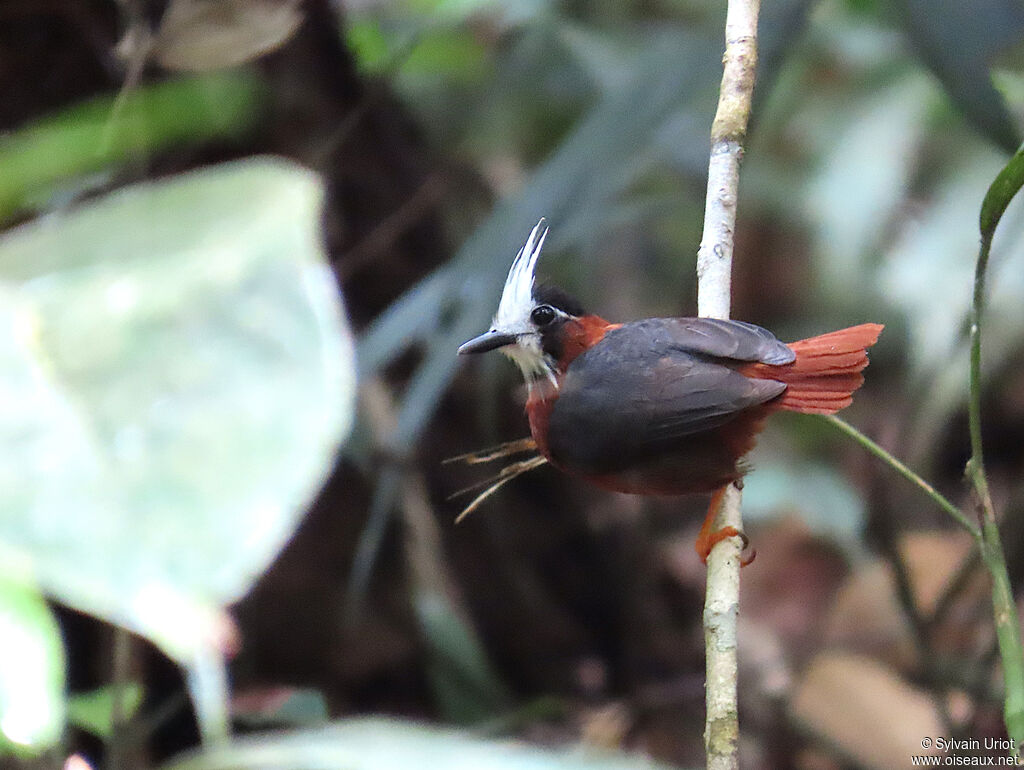 White-plumed Antbirdadult