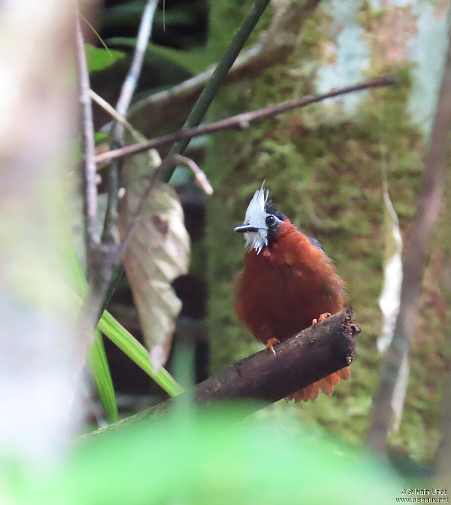 White-plumed Antbirdadult