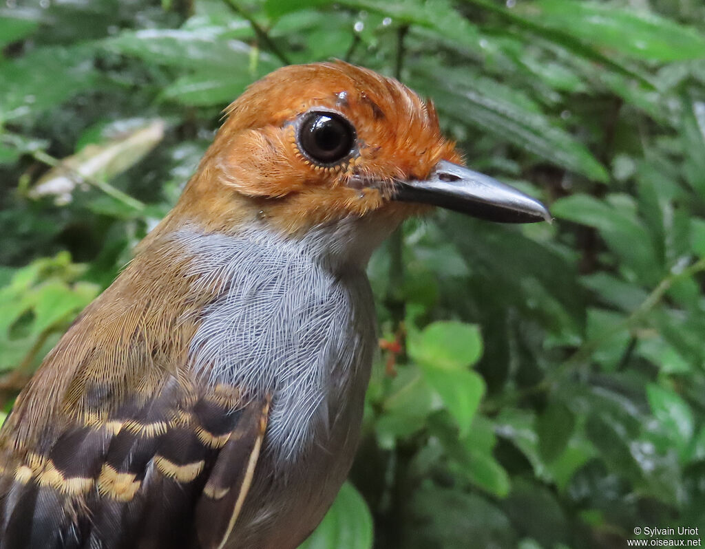 Common Scale-backed Antbird female adult