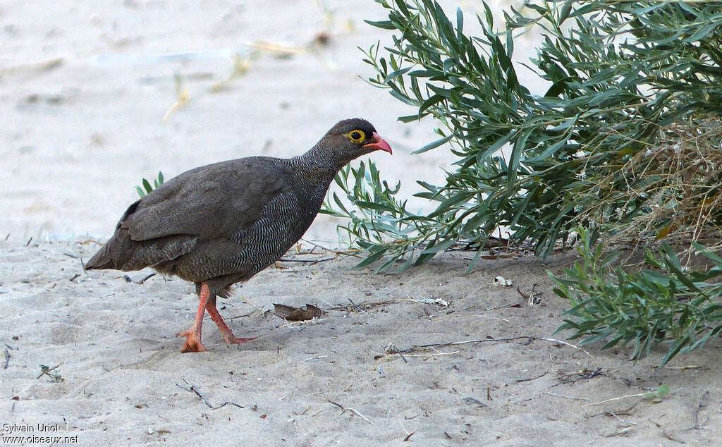 Francolin à bec rougeadulte, Comportement
