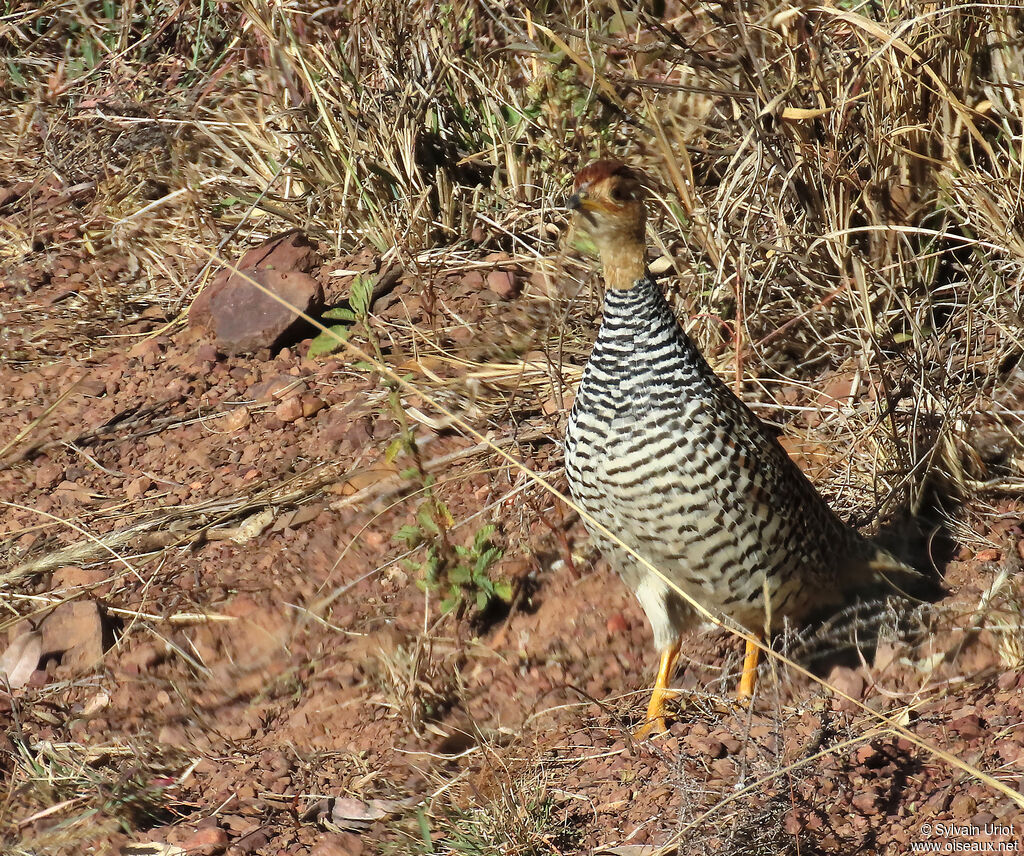Coqui Francolin male adult