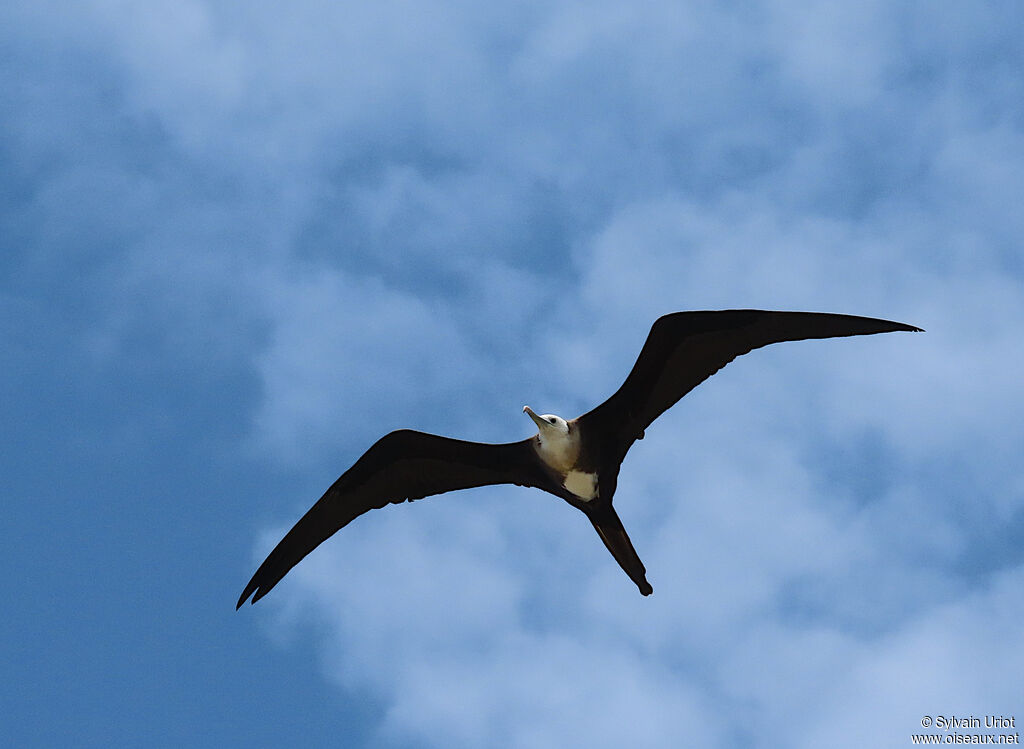 Magnificent Frigatebirdimmature
