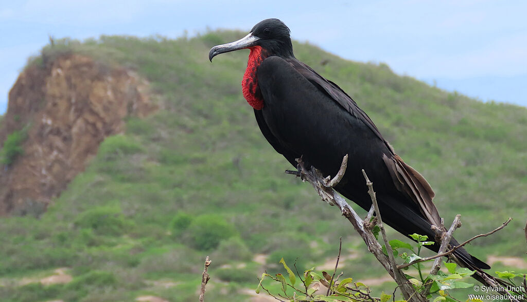 Magnificent Frigatebird male adult