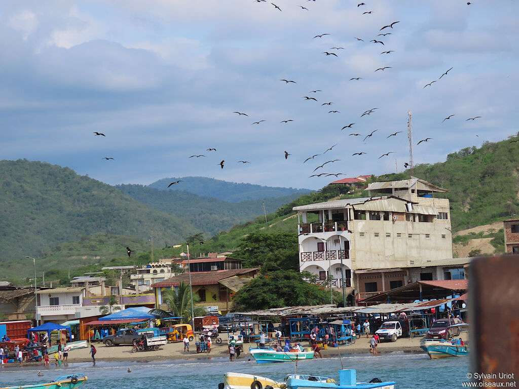 Magnificent Frigatebird
