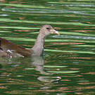 Gallinule d'Amérique
