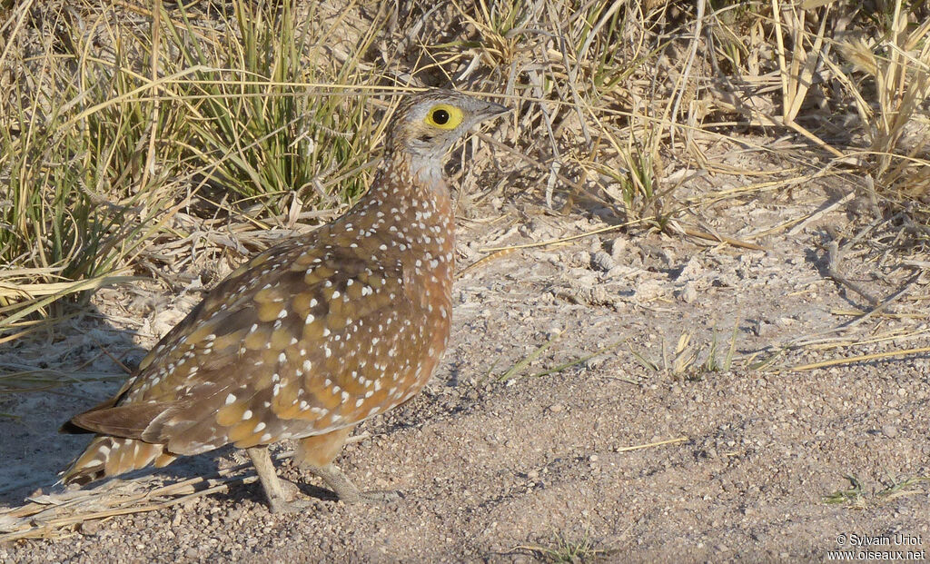 Burchell's Sandgrouse