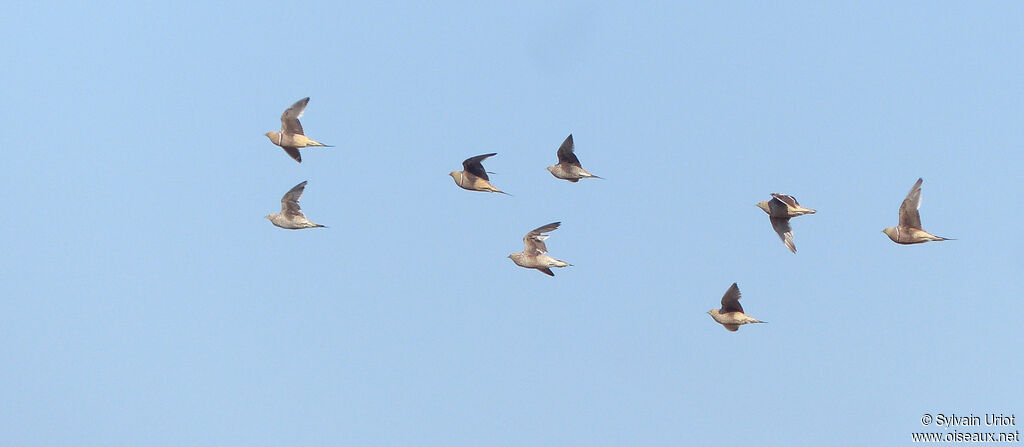 Namaqua Sandgrouse